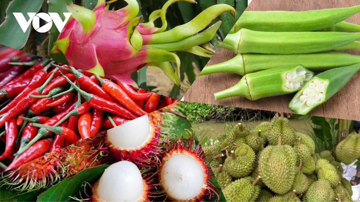 loat lo sau rieng dang doi mat nguy co cham thong quan do un u kiem nghiem hinh anh 1