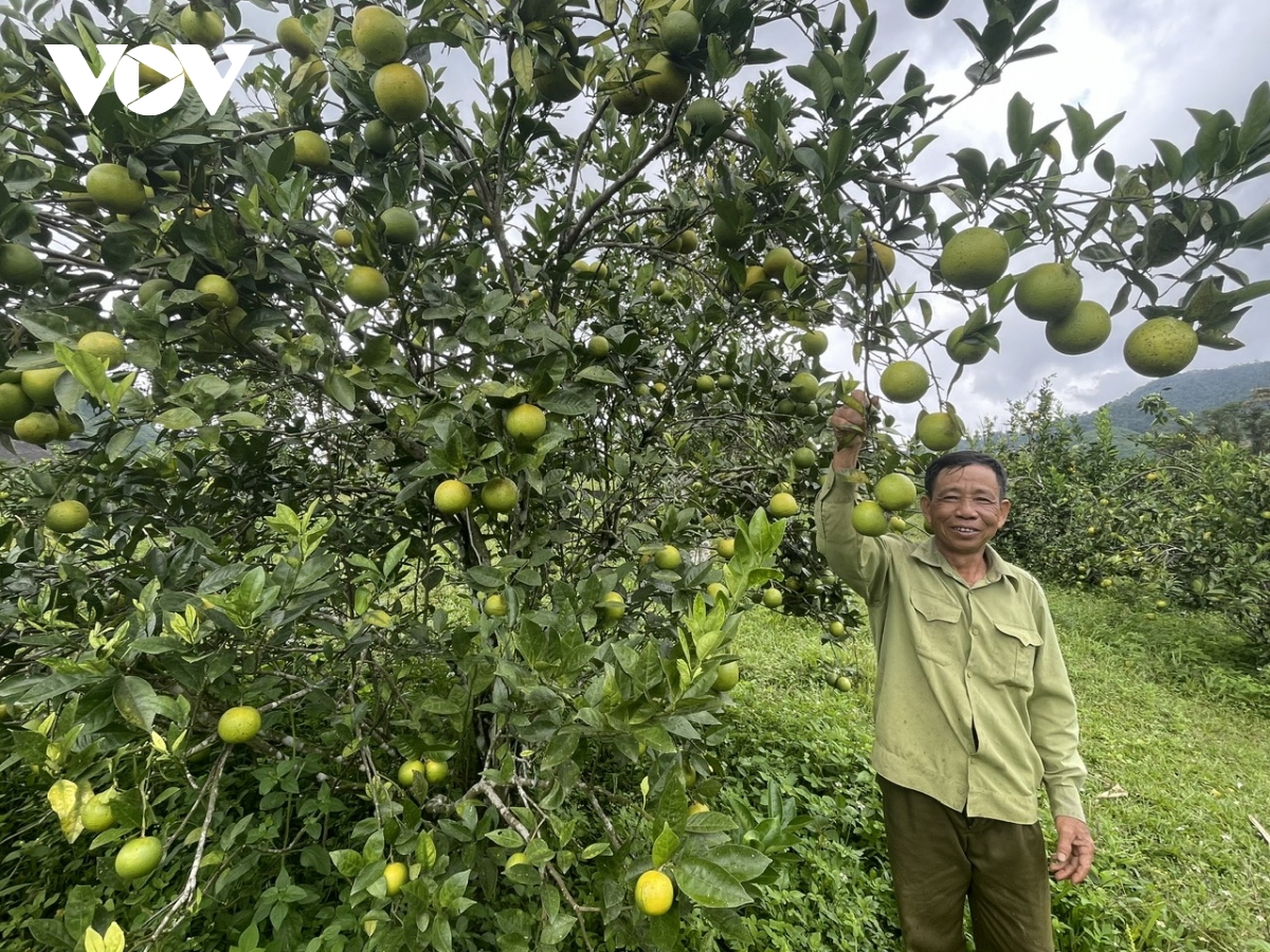 Dong bao vung cao Da nang ung dung cong nghe so tieu thu nong san hinh anh 1