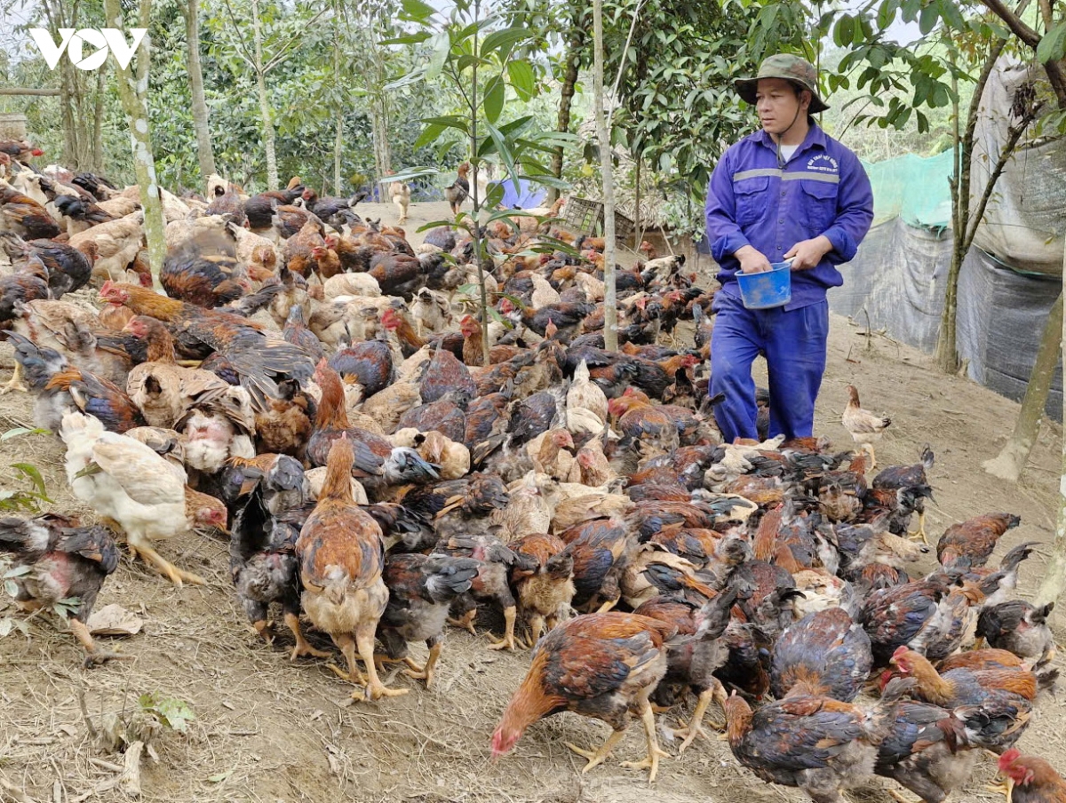 Dang vien o mien nui Da nang di dau trong phat trien kinh te hinh anh 1