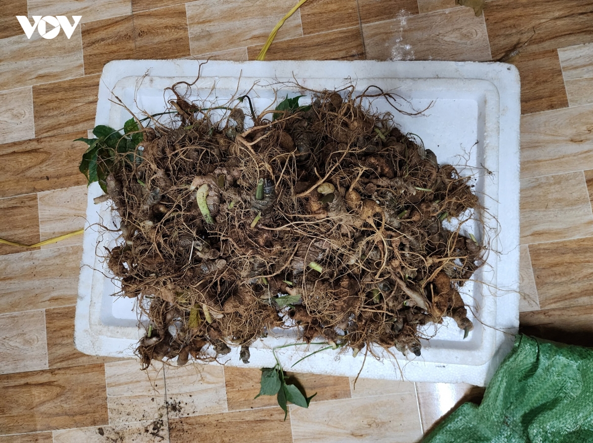 khoi to 13 doi tuong trom sam ngoc linh hinh anh 2