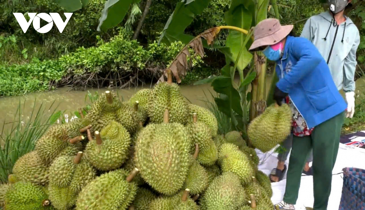 loat lo sau rieng dang doi mat nguy co cham thong quan do un u kiem nghiem hinh anh 2