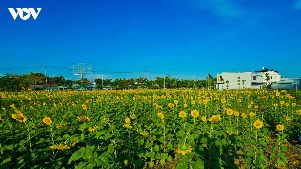 no nuc check-in canh dong hoa huong duong ruc ro tai can tho hinh anh 2
