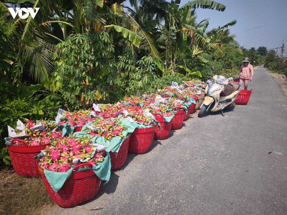 trai mit, thanh long o tinh Dong thap rot gia keo dai, nha vuon kho khan hinh anh 2