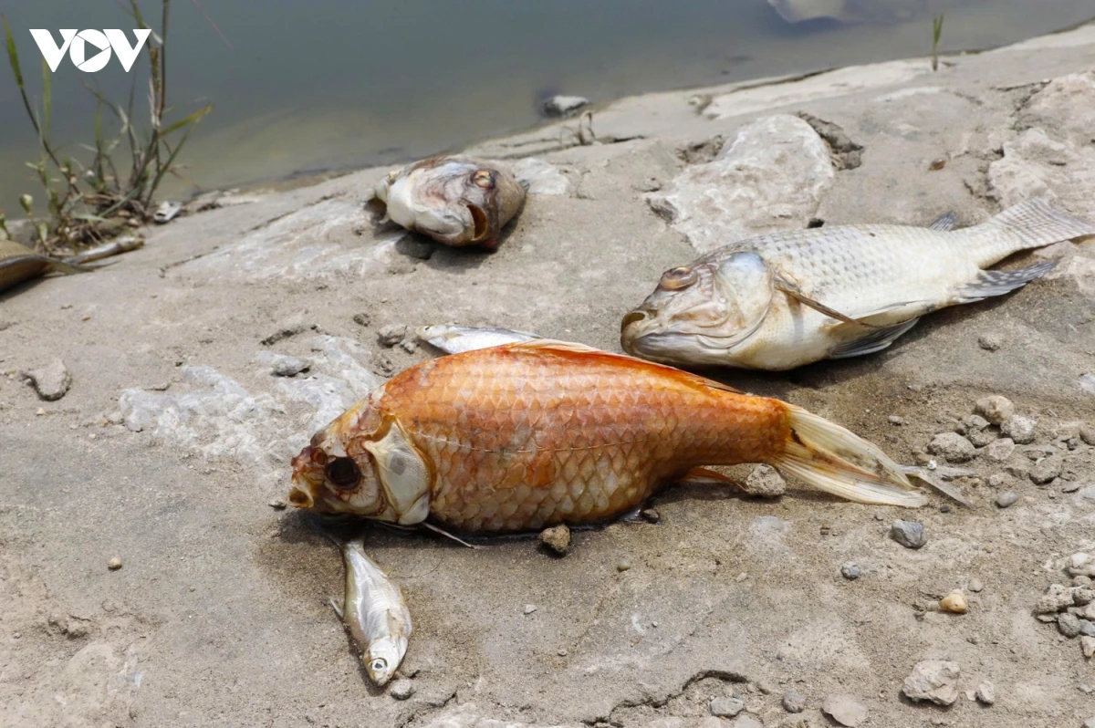 ca chet noi trang mat ho o cau giay, boc mui nong nac duoi nang nhu do lua hinh anh 5