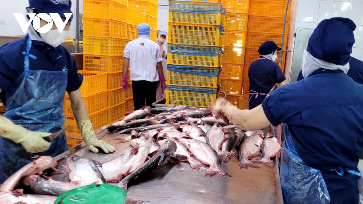 gia ca tra on dinh o muc cao, doanh nghiep va ngu dan Dong thap co lai hinh anh 1