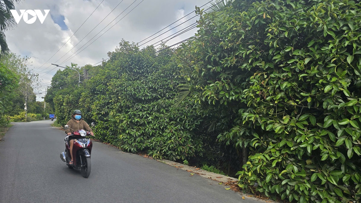trong hang tram cay mang cut, thuan an quyet giu thuong hieu top 50 dac san viet nam hinh anh 2