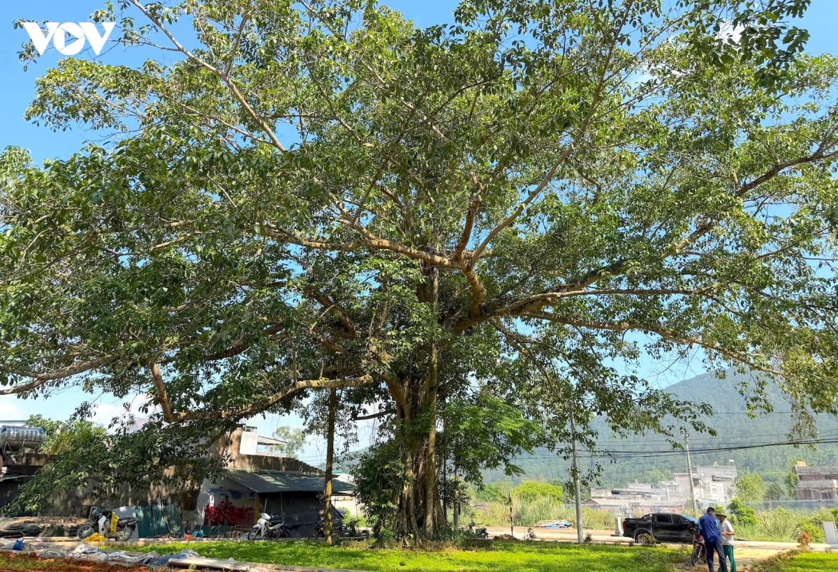cay tram tuoi mo loi kinh te di san tren bien gioi hoanh mo quang ninh hinh anh 1