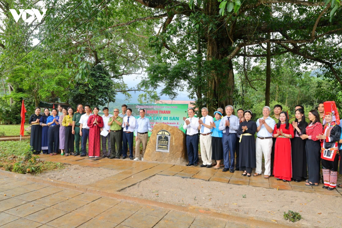 cay tram tuoi mo loi kinh te di san tren bien gioi hoanh mo quang ninh hinh anh 3