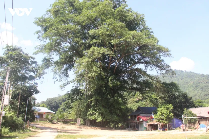 sau nang nghia tinh viet bac voi bac ho hinh anh 1