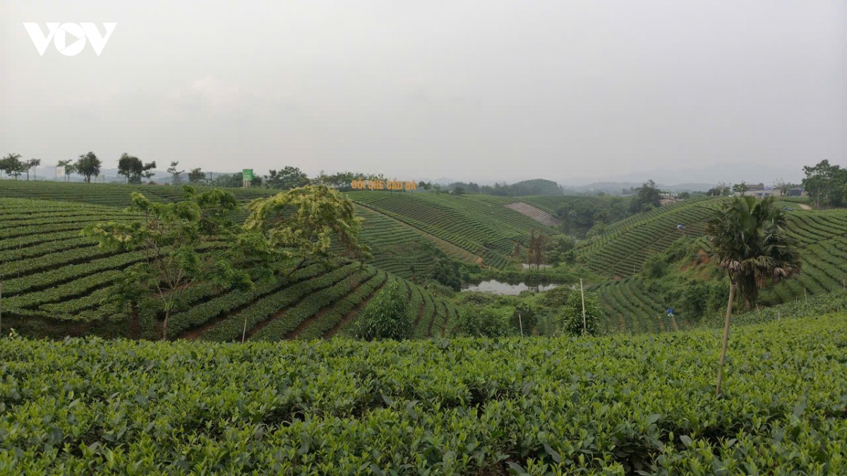 xanh hoa vung che, nang tam thuong hieu tra thai nguyen hinh anh 1
