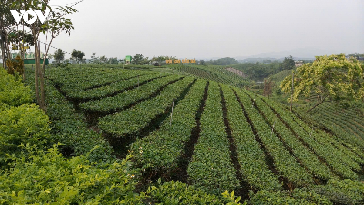 xanh hoa vung che, nang tam thuong hieu tra thai nguyen hinh anh 3