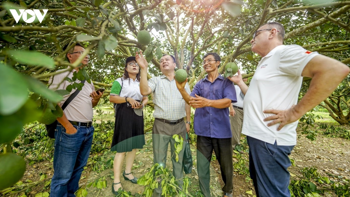 xuat khau buoi sang trung quoc, cuoc chay dua chuan hoa vung trong hinh anh 1