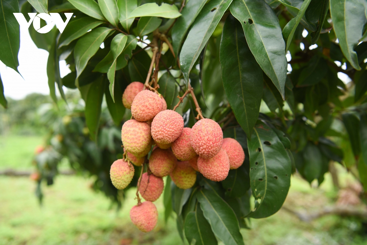 thu phu vai thieu som o bac ninh truoc vu thu hoach ke cuoi, nguoi khoc hinh anh 7