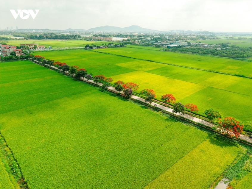 ruc ro duong hoa phuong o bac ninh, thu hut dong dao du khach den check in hinh anh 1