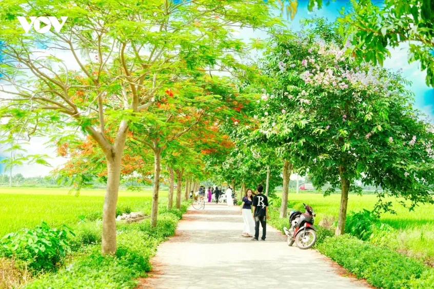 ruc ro duong hoa phuong o bac ninh, thu hut dong dao du khach den check in hinh anh 11