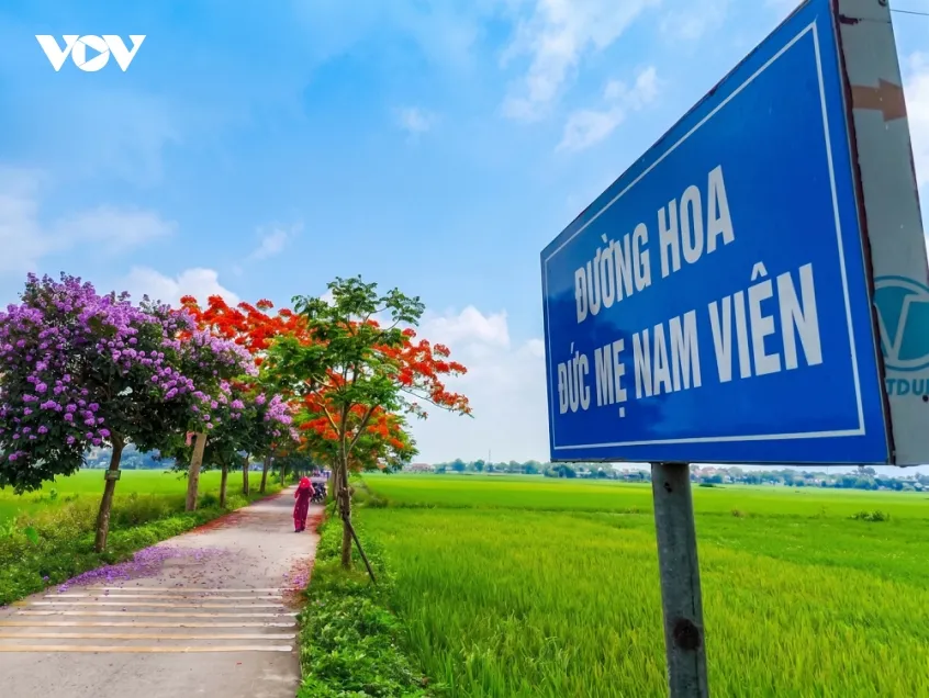 ruc ro duong hoa phuong o bac ninh, thu hut dong dao du khach den check in hinh anh 2