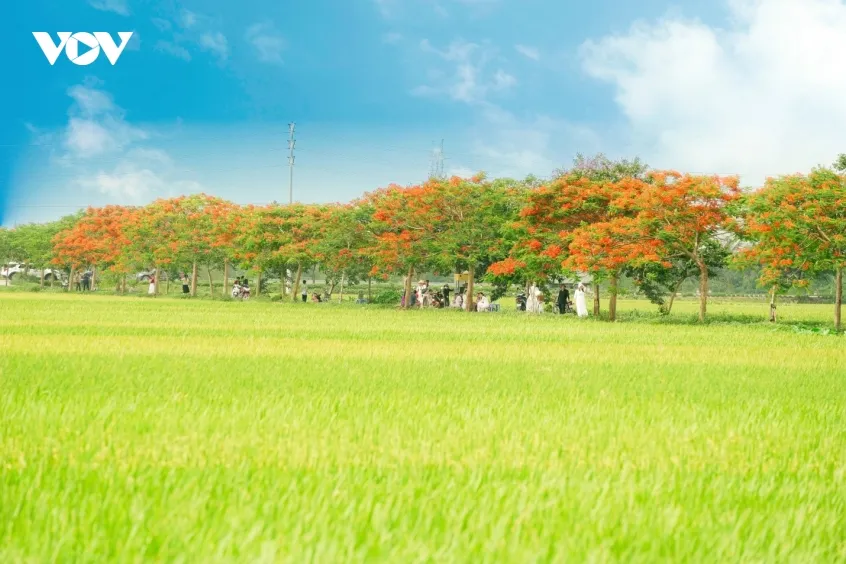 ruc ro duong hoa phuong o bac ninh, thu hut dong dao du khach den check in hinh anh 6