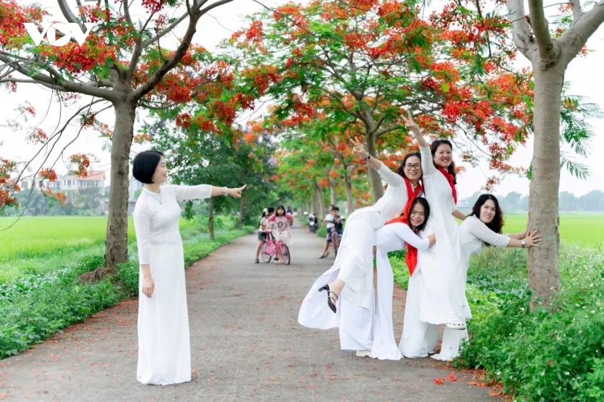 ruc ro duong hoa phuong o bac ninh, thu hut dong dao du khach den check in hinh anh 7
