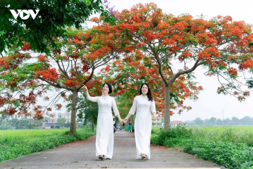 ruc ro duong hoa phuong o bac ninh, thu hut dong dao du khach den check in hinh anh 9