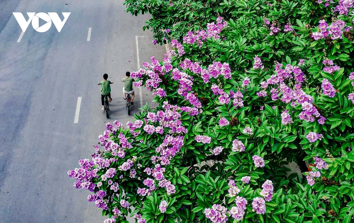 ha noi vao mua bang lang tim goc pho nao cung thay mua he da ve hinh anh 4