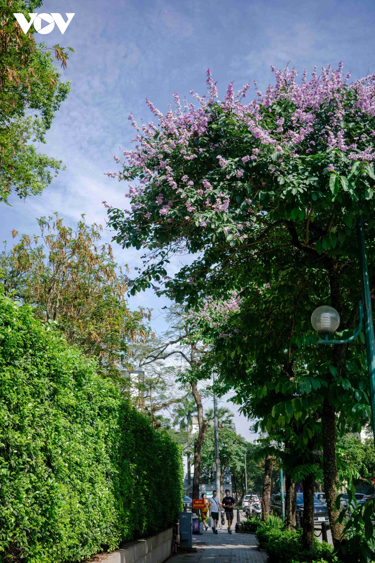 ha noi vao mua bang lang tim goc pho nao cung thay mua he da ve hinh anh 3