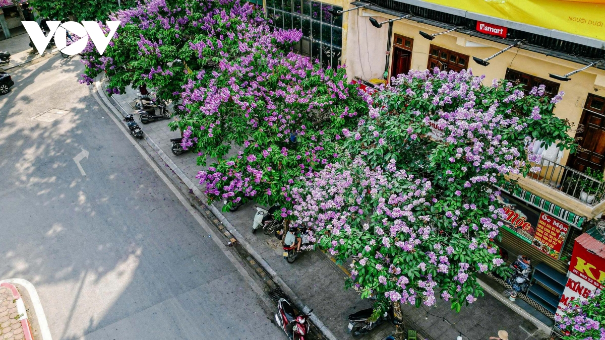 ha noi vao mua bang lang tim goc pho nao cung thay mua he da ve hinh anh 9