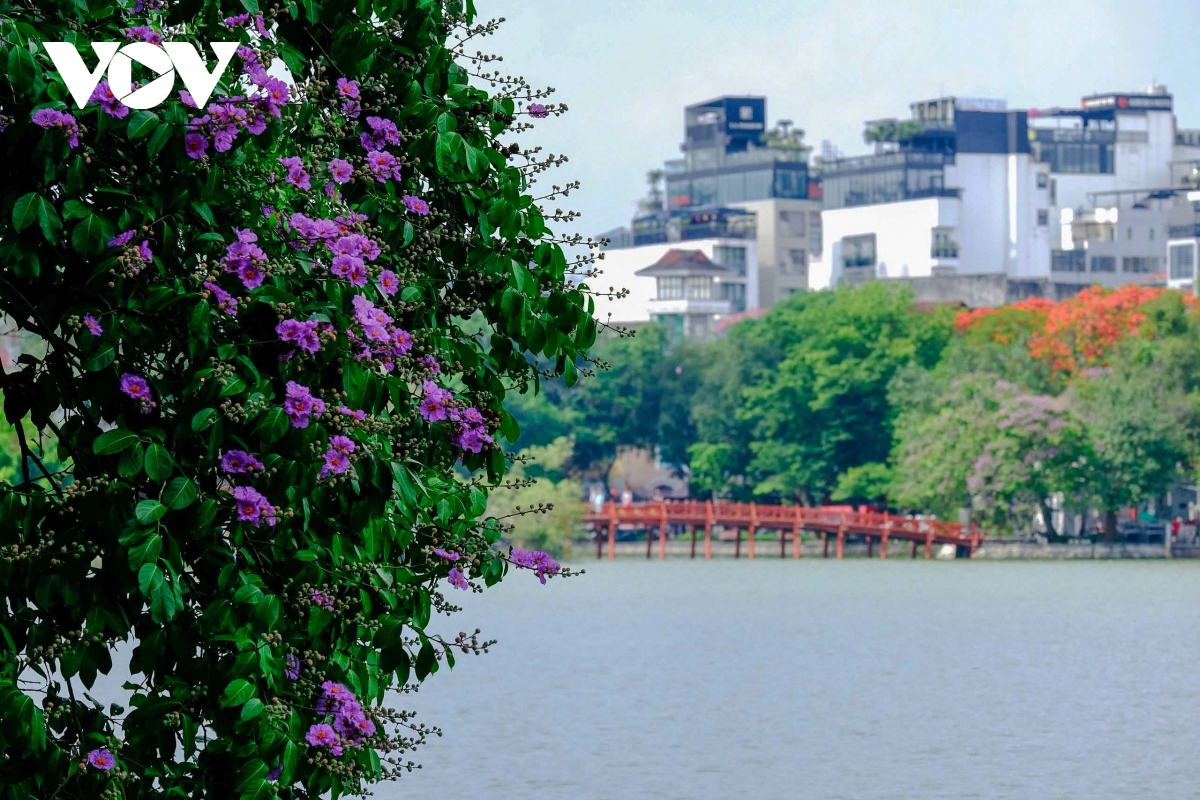 ha noi vao mua bang lang tim goc pho nao cung thay mua he da ve hinh anh 8