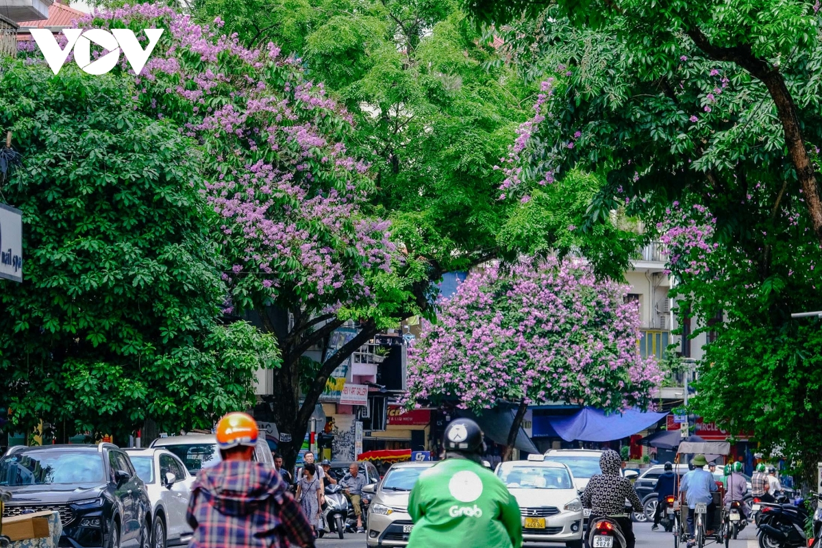 ha noi vao mua bang lang tim goc pho nao cung thay mua he da ve hinh anh 7