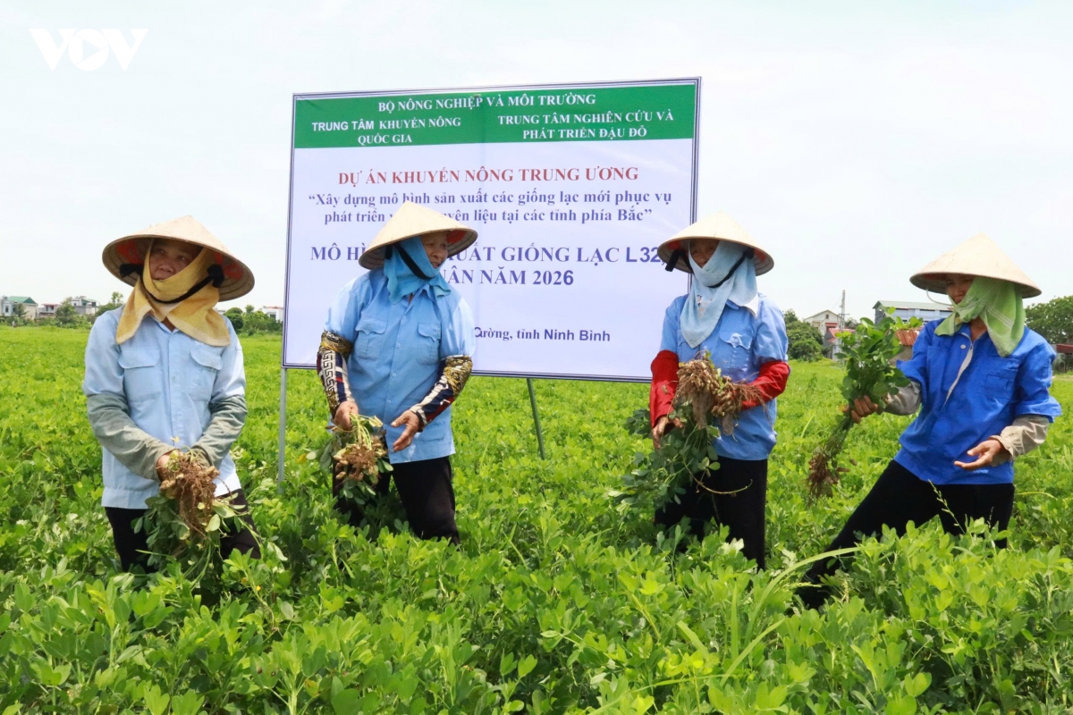 tu hat giong moi den canh dong hang hoa hinh anh 1