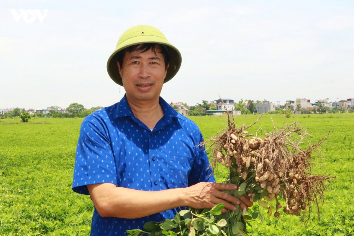 tu hat giong moi den canh dong hang hoa hinh anh 2