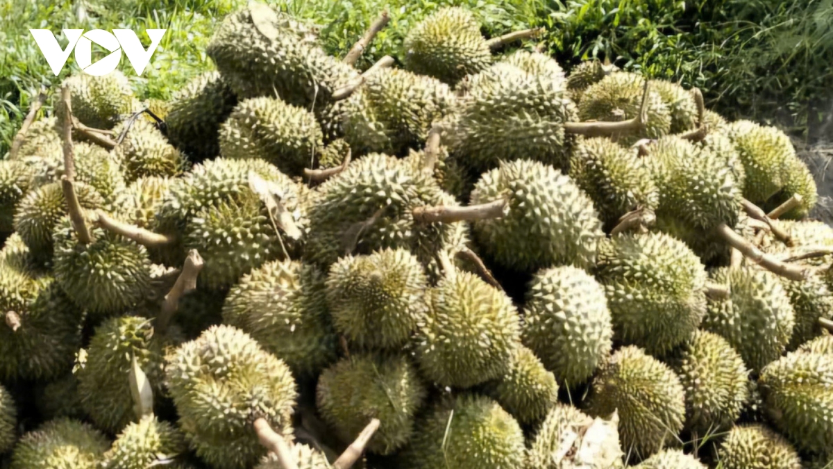 loc xoay o lam Dong gay thiet hai nha cua, tan pha nhieu hec-ta sau rieng hinh anh 2