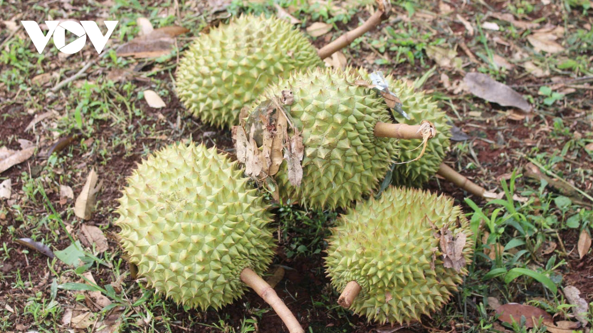 loc xoay quet qua, 25 tan sau rieng o Dong nai rung trang vuon hinh anh 2