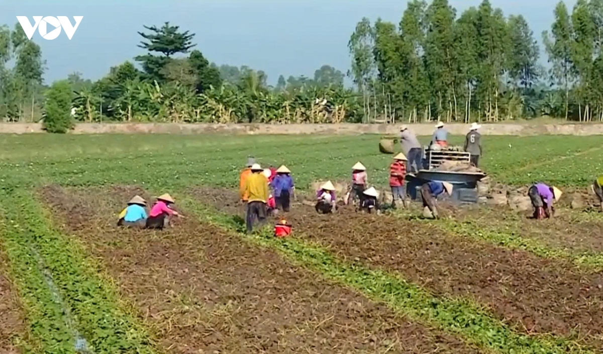 vinh long day manh cong tac cap va quan ly ma so vung trong, ma so co so dong goi hinh anh 2