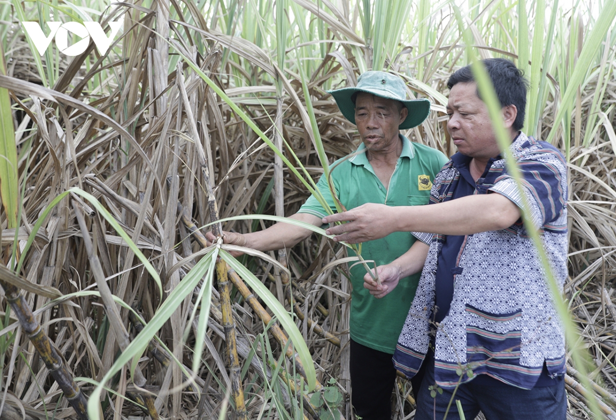 nha may mia duong cham thu mua, nguoi trong mia o Dak lak dung ngoi khong yen hinh anh 3