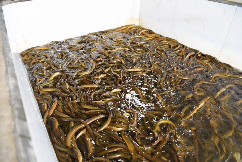 bo viec ngan hang ve nuoi luon, nguoi dan ong xay mo hinh lon nhat mien bac hinh anh 3