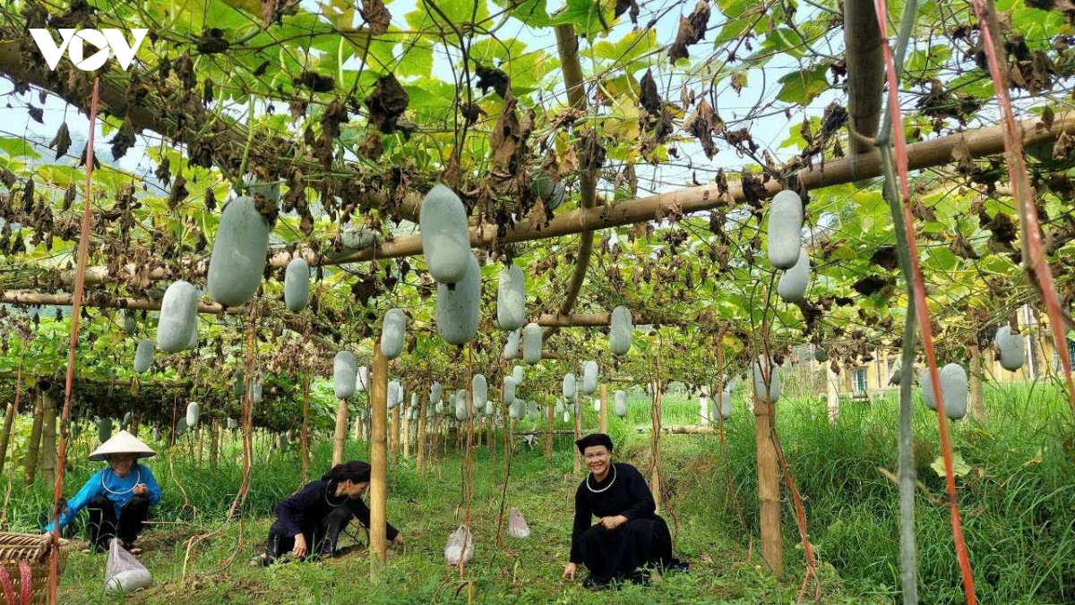 tao sinh ke ben vung cho dong bao vung cao thai nguyen hinh anh 3