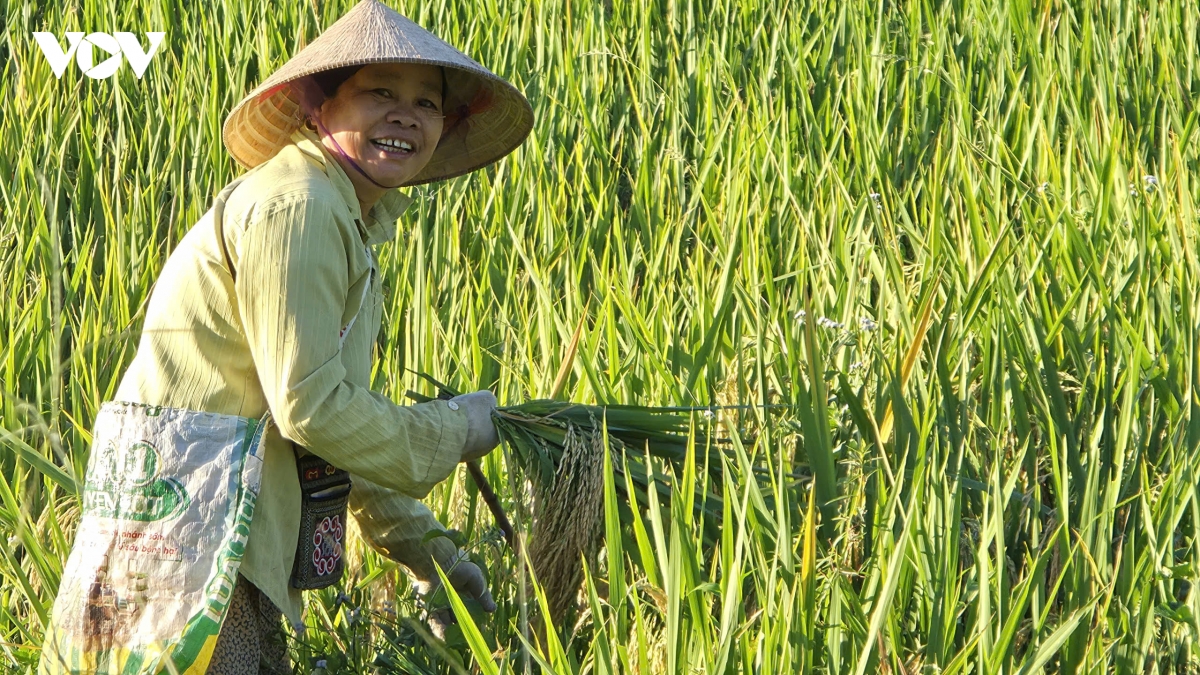 du khach dam minh giua ban lang pu luong binh yen mua lua chin hinh anh 5