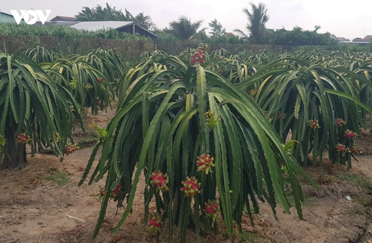 trai mit, thanh long o tinh Dong thap rot gia keo dai, nha vuon kho khan hinh anh 3