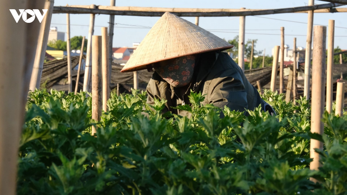 tranh cai nang nhu thieu nhu dot, nong dan ha noi ra dong tu som tinh mo hinh anh 4