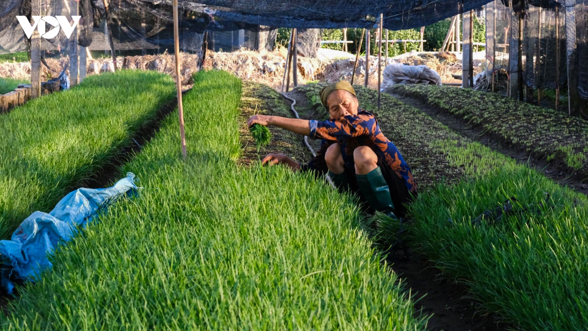 tranh cai nang nhu thieu nhu dot, nong dan ha noi ra dong tu som tinh mo hinh anh 9