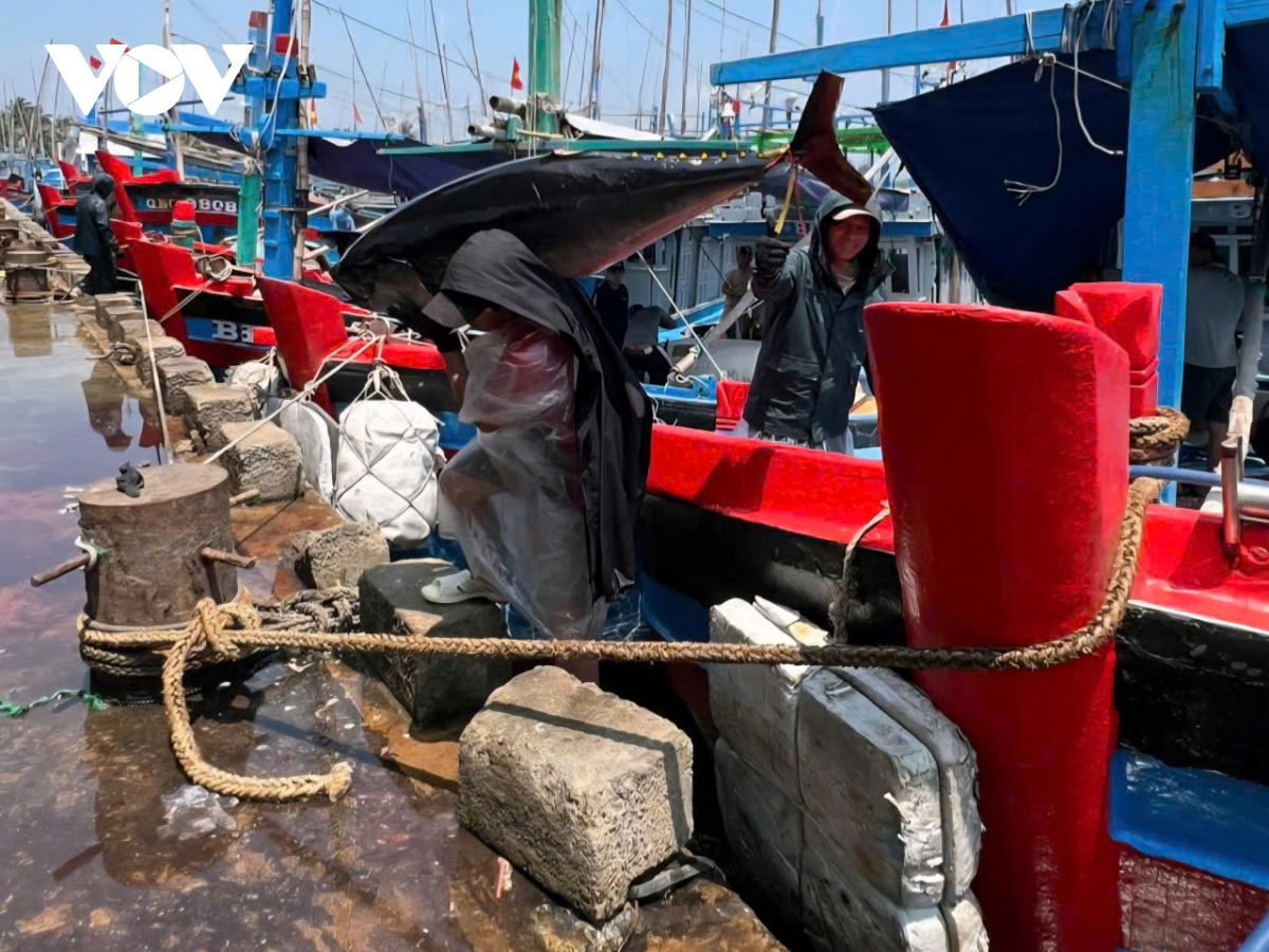 ngu dan gia lai trung dam ca ngu, co con nang hon 300kg hinh anh 1
