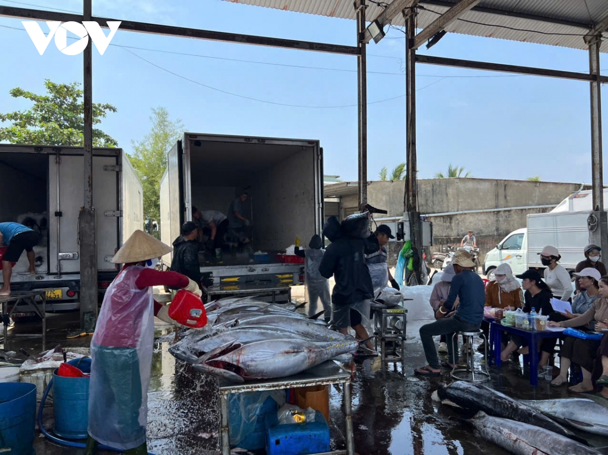 ngu dan gia lai trung dam ca ngu, co con nang hon 300kg hinh anh 3