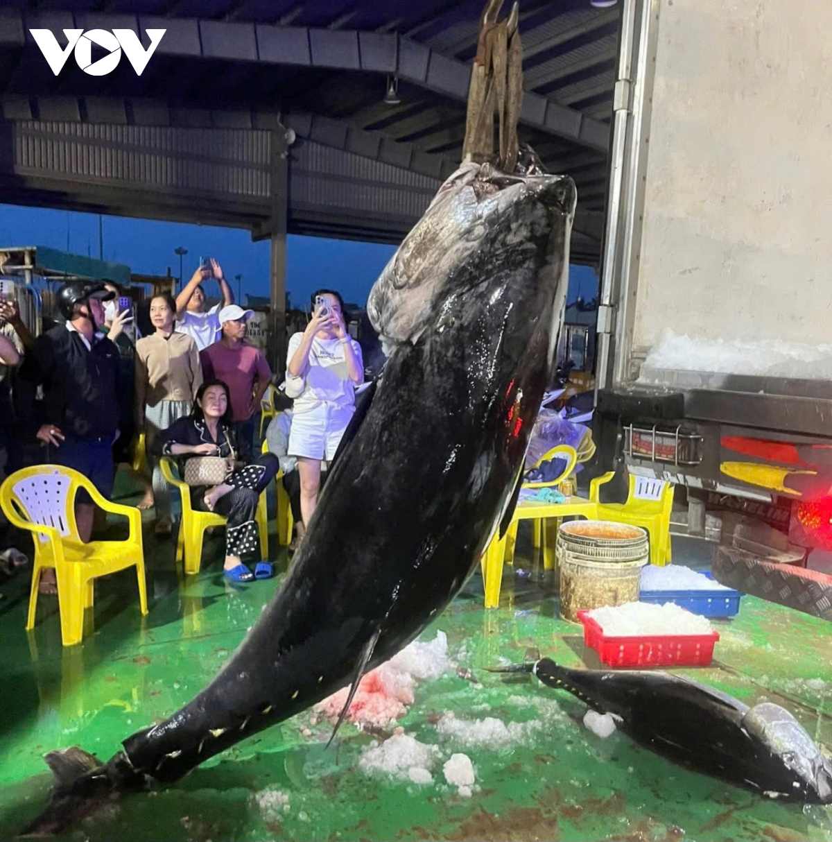 ngu dan gia lai trung dam ca ngu, co con nang hon 300kg hinh anh 6