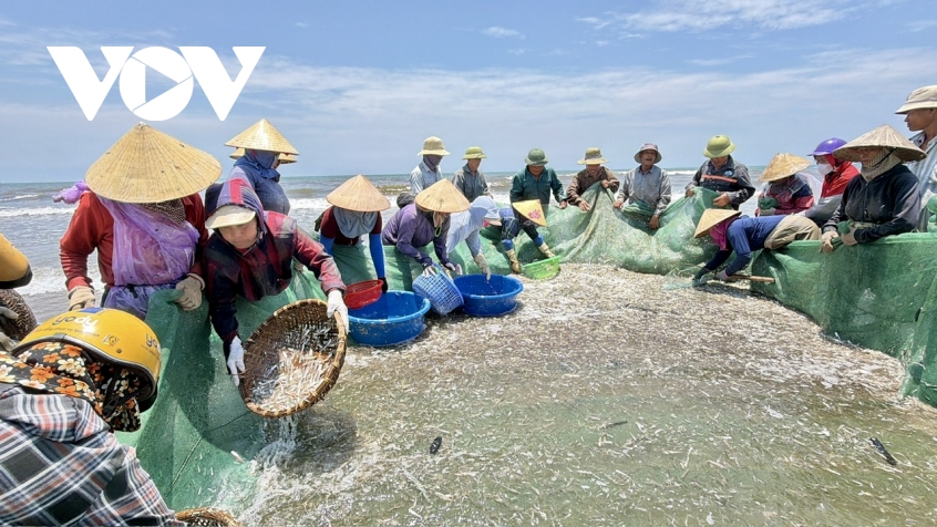 canh nhon nhip keo luoi cua ngu dan thanh hoa tom ca vua cap bo da chay hang hinh anh 13