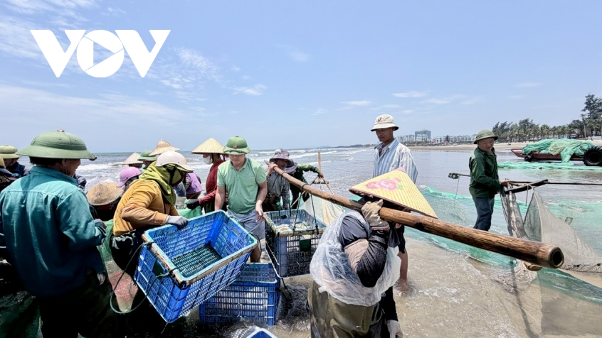 canh nhon nhip keo luoi cua ngu dan thanh hoa tom ca vua cap bo da chay hang hinh anh 14