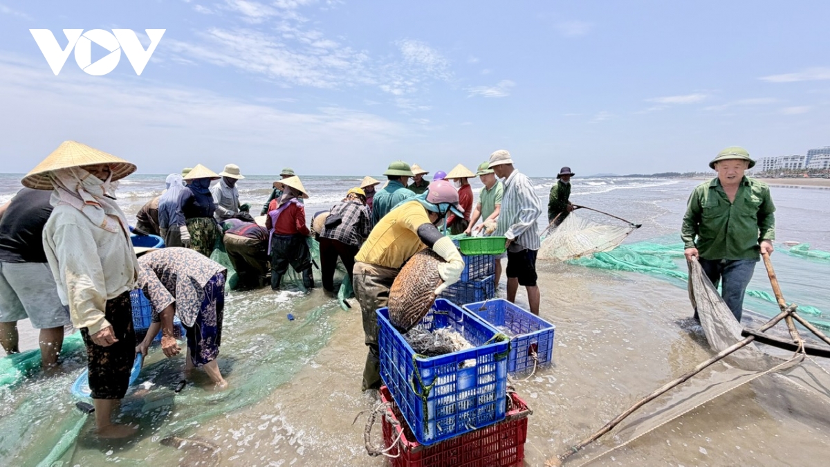 canh nhon nhip keo luoi cua ngu dan thanh hoa tom ca vua cap bo da chay hang hinh anh 15