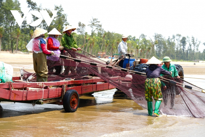 canh nhon nhip keo luoi cua ngu dan thanh hoa tom ca vua cap bo da chay hang hinh anh 10