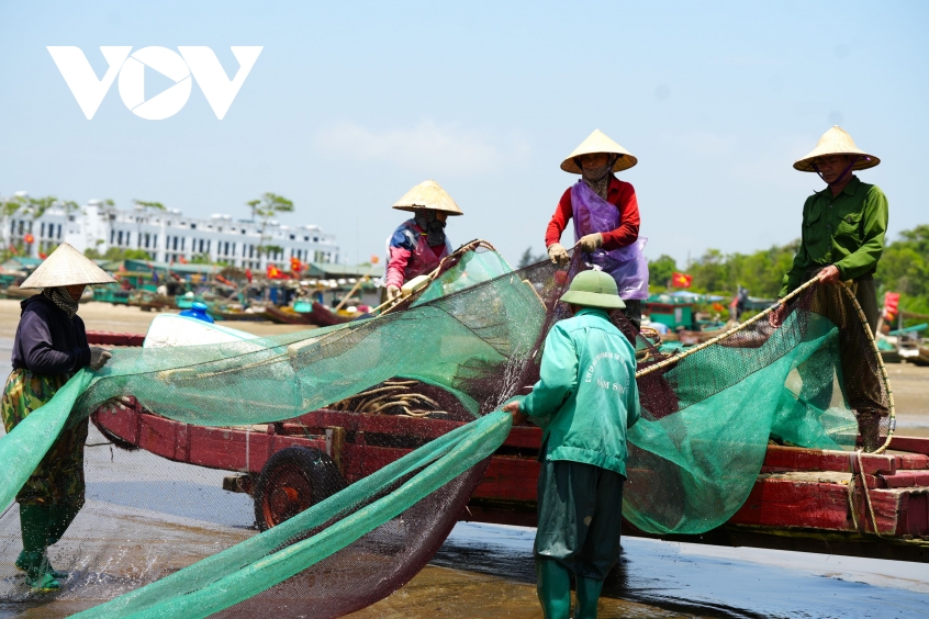 canh nhon nhip keo luoi cua ngu dan thanh hoa tom ca vua cap bo da chay hang hinh anh 11