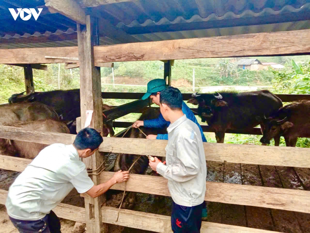 nguoi dan thai nguyen chu dong tiem phong dan vat nuoi hinh anh 3