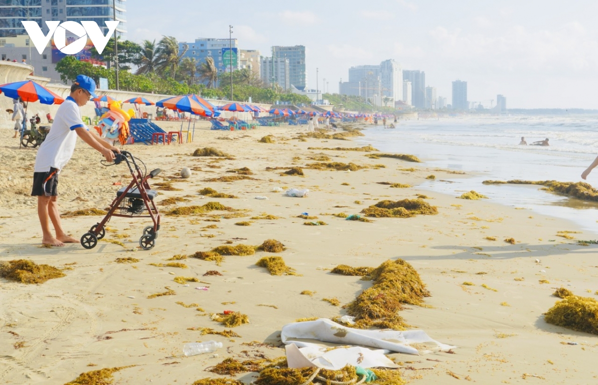 hang chuc tan rong bien dat vao bien vung tau, nguoi dan nhat ve phoi kho hinh anh 1